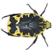 GYMNETIS CHEVROLATI SALLEI 